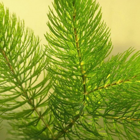 CERATOPHYLLUM DEMERSUM