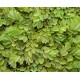 SALVINIA NATANS