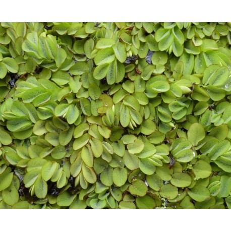 SALVINIA NATANS