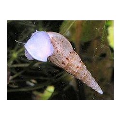MELANOIDES TUBERCULATA