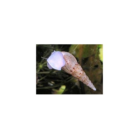 MELANOIDES TUBERCULATA