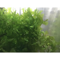 LOMARIOPSIS LINEATA     ( VARESH )