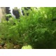 LOMARIOPSIS LINEATA ( VARESH )