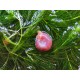 PLANORBE ROSE