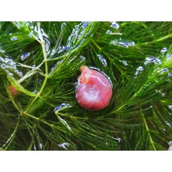 PLANORBE ROSE