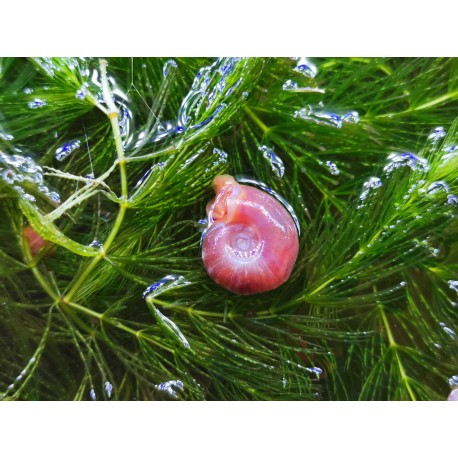 PLANORBE ROSE