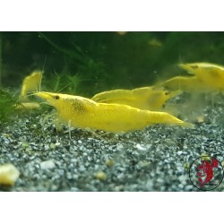 YELLOW NEON