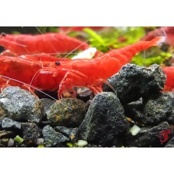 CREVETTE SAKURA RED