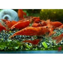 CREVETTE RED CHERRY