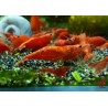 CREVETTE RED CHERRY