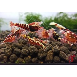 GALAXY  RED MIDDLE