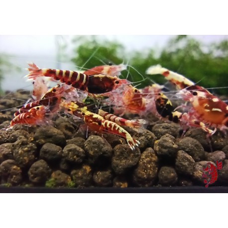GALAXY  RED MIDDLE