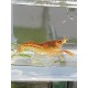 CPO CAMBARELLUS ORANGE