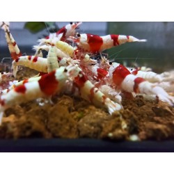 CRYSTAL RED ( CRS )