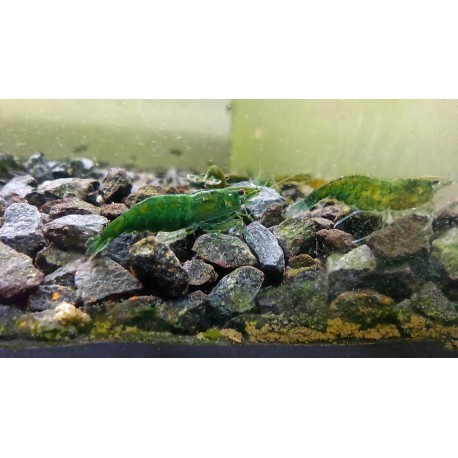 GREEN JADE