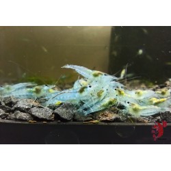 CREVETTE BLUE JELLY