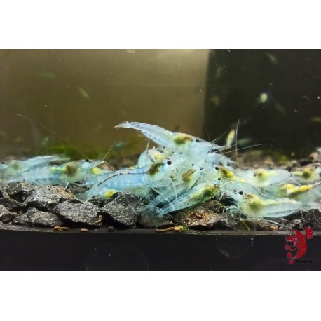 CREVETTE BLUE JELLY