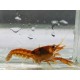 CPO CAMBARELLUS ORANGE
