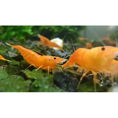 CREVETTE SAKURA ORANGE