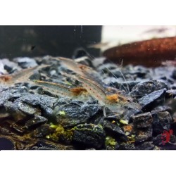 LOT DE 20 AMANO JAPONICA