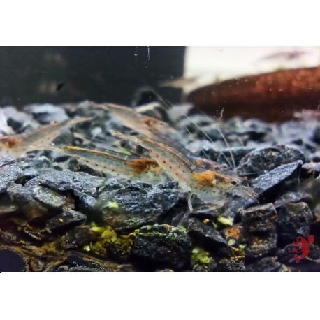 AMANO JAPONICA