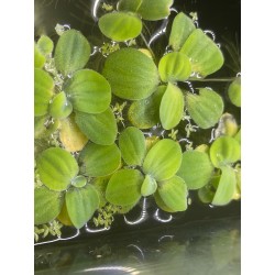 PISTIA STRATIOTES