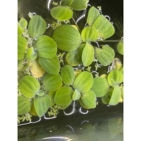PISTIA STRATIOTES