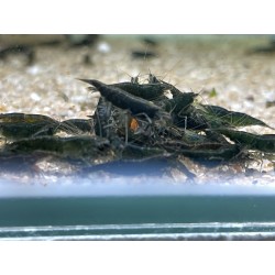 LOT DE 10 GREEN JADE DARK
