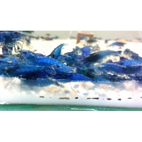 CREVETTE BLUE VELVET 