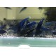 CREVETTE BLUE DREAM