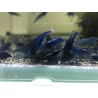 CREVETTE BLUE DREAM